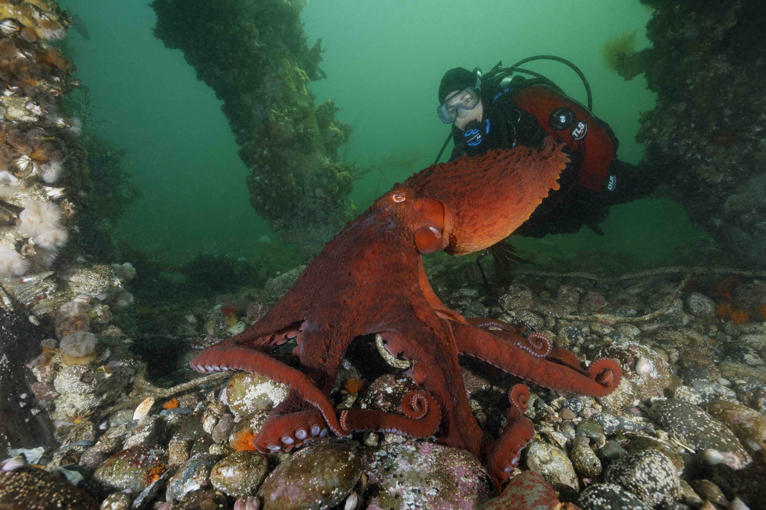 Giant Pacific Octopus ayaa sheegay in hello