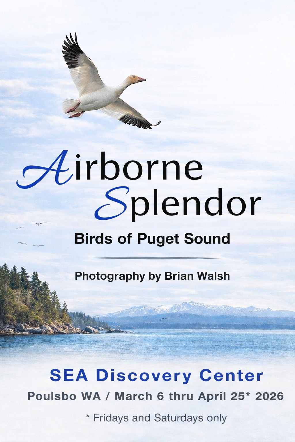 Airborne Splendor: Birds of Puget Sound (Copy)