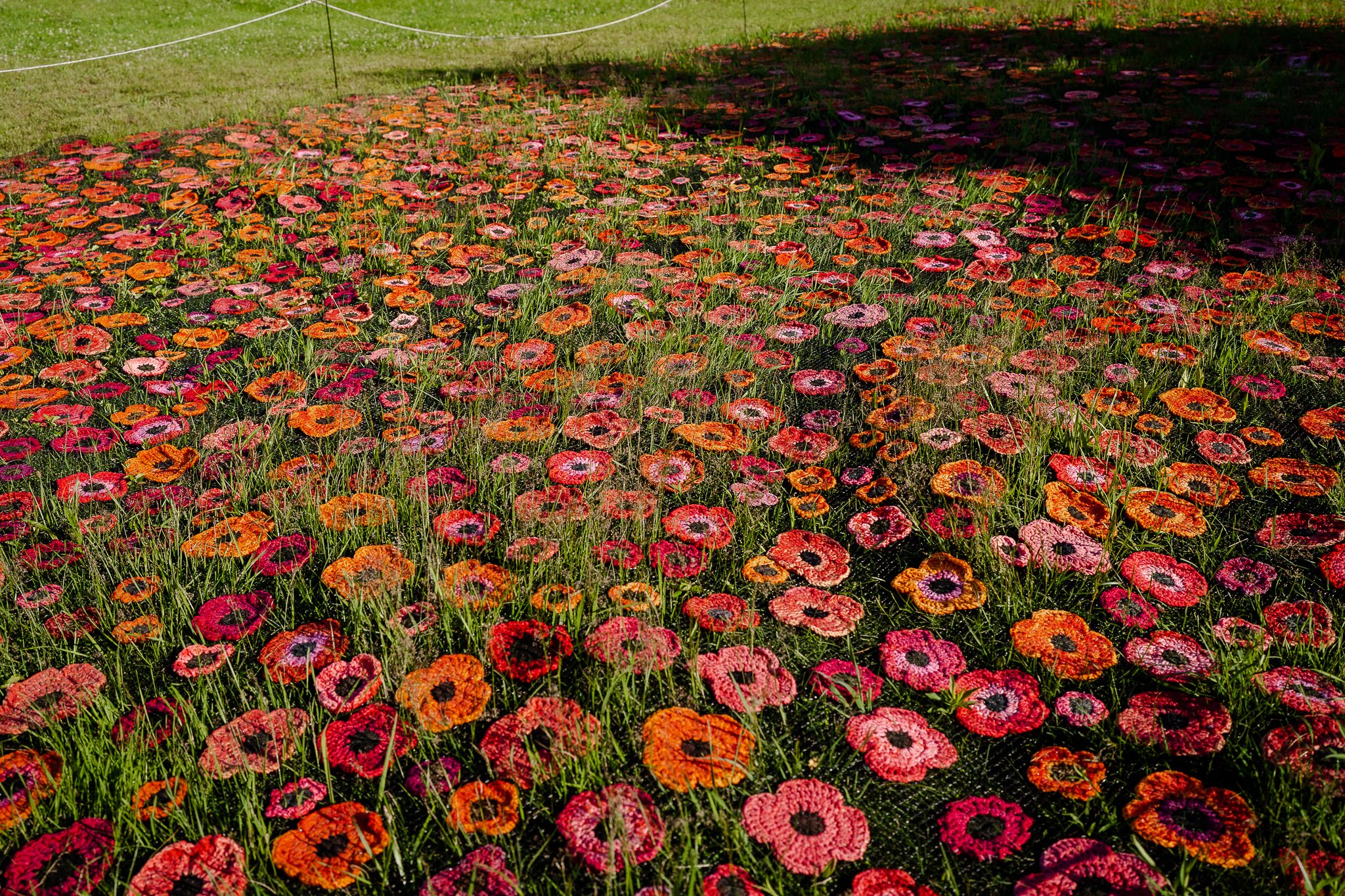 Eileen Travis, The Poppy Field, 2021. Photo  by Maddie Van 2.jpg