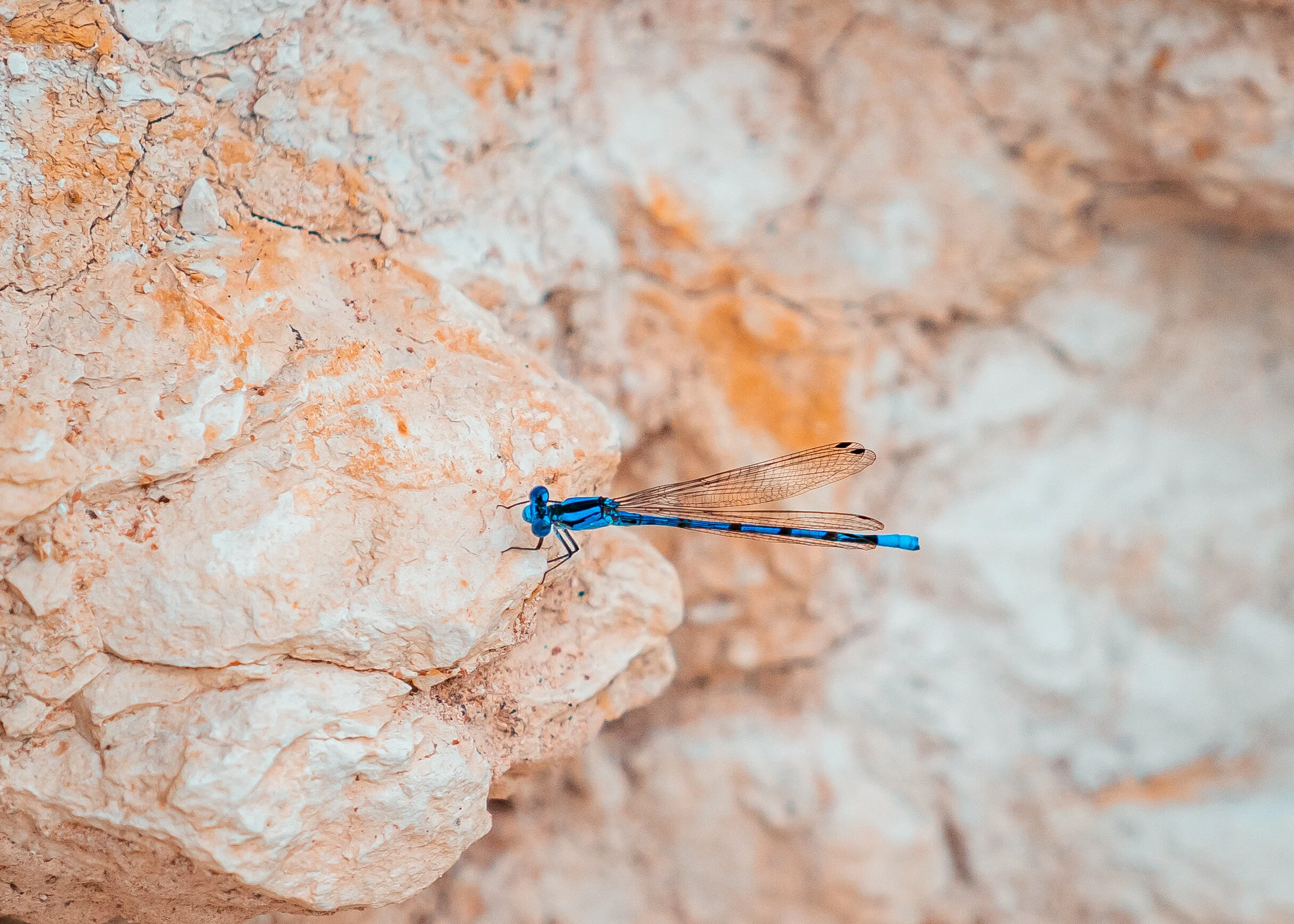 20190713-Bryant_05696.jpg