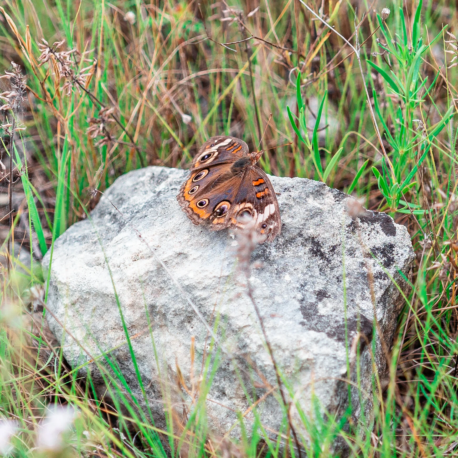 20190713-Bryant_05718.jpg