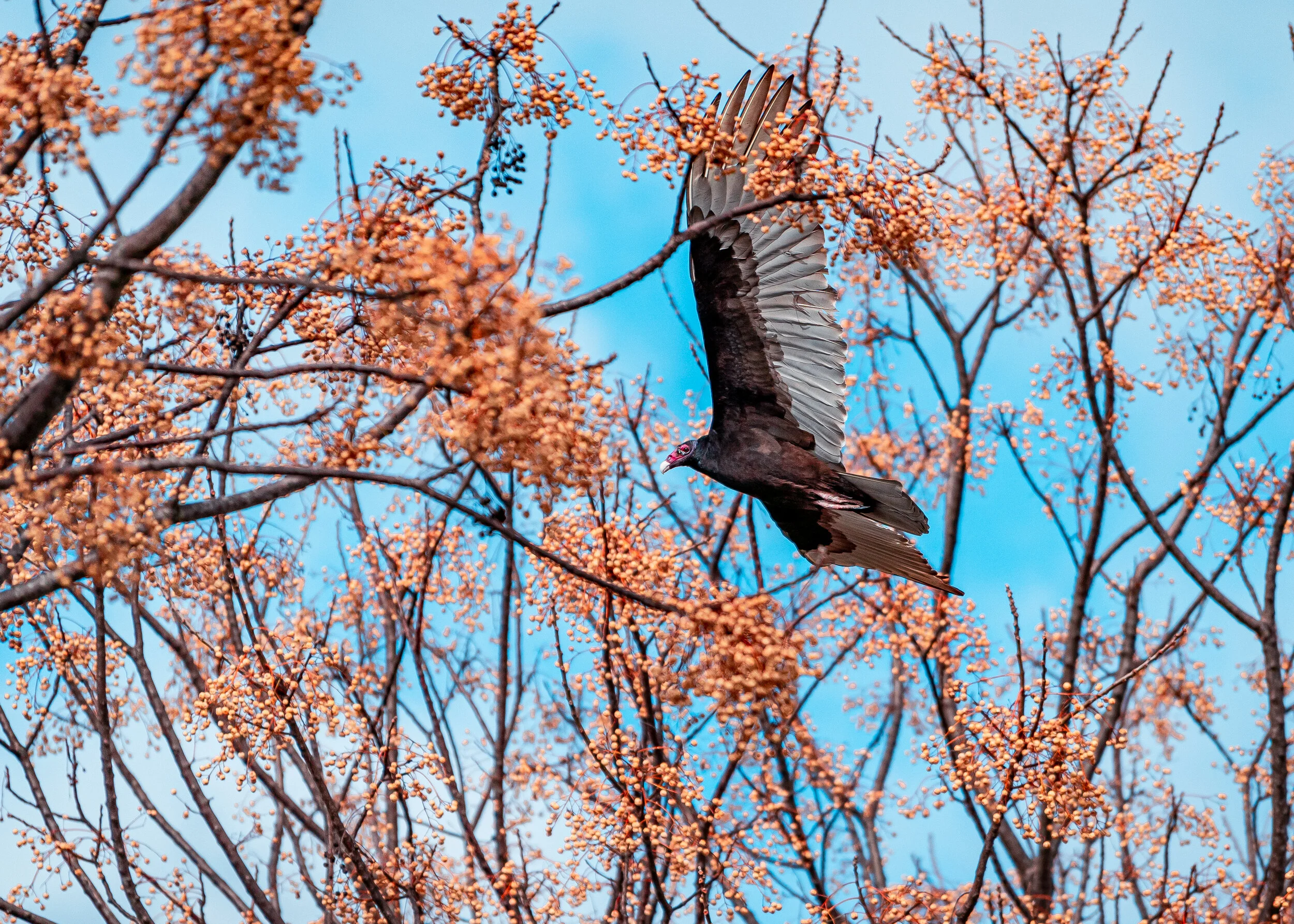 20191221-Bryant_14462.jpg