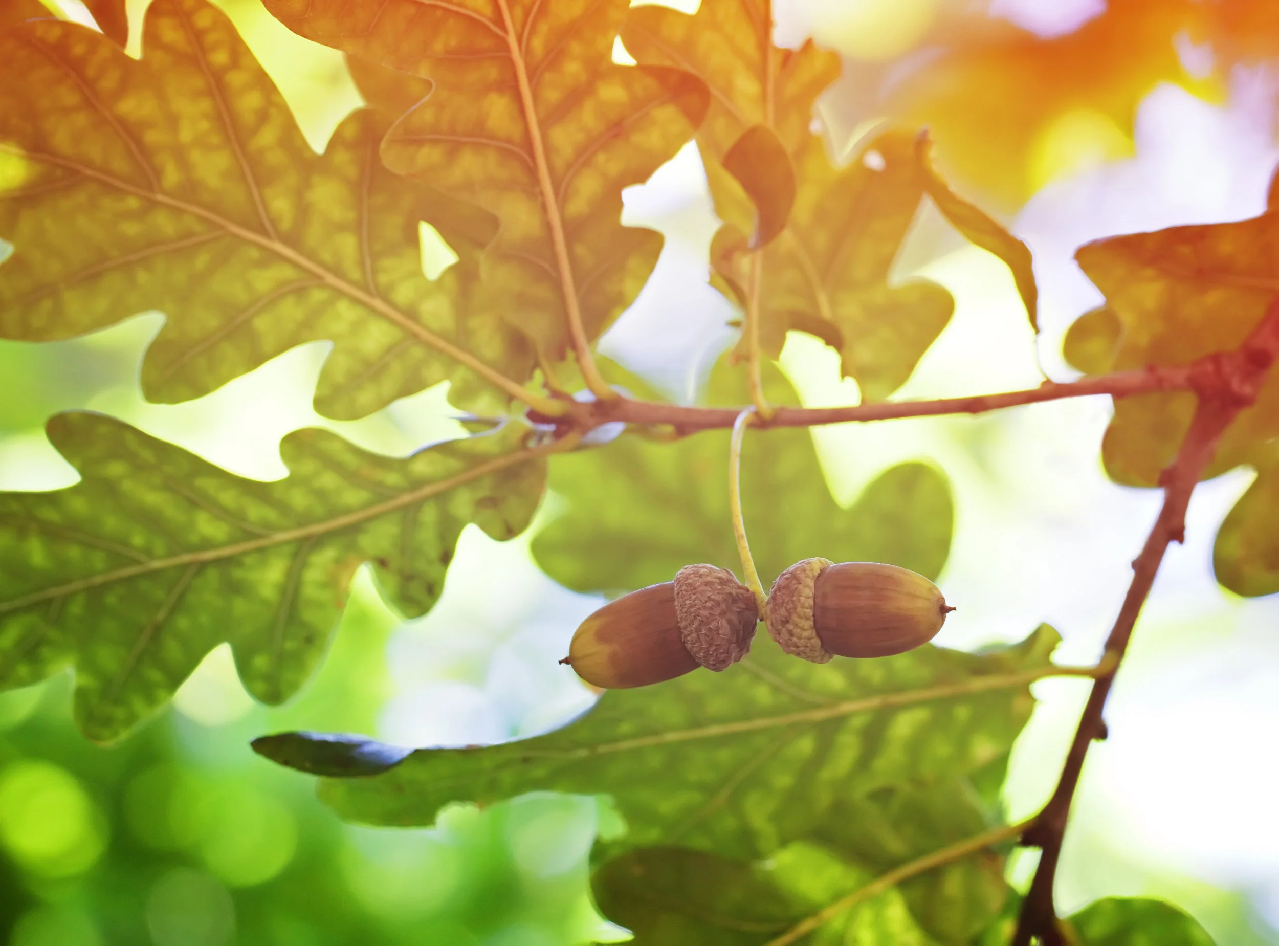 Canva - oak tree and acorns.jpg
