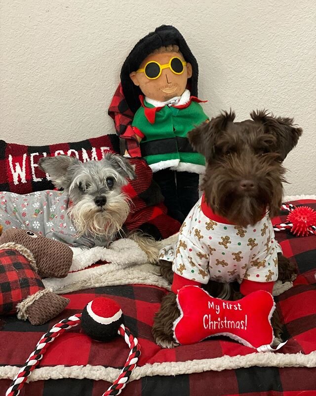 Merry Christmas Everyone! 🎄