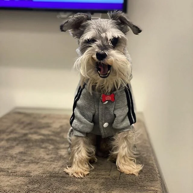 Got my allergy test done today and it turns out I&rsquo;m allergic to these haters. 😉😉