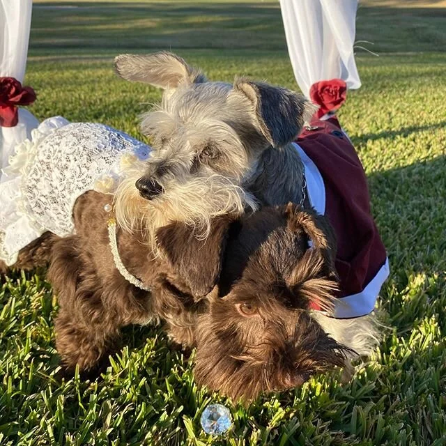 Also, Happy 1st Birthday to my beautiful wife, Pennie. I may be a little old for you, but you keep me young girl. I usually bark at other dogs when I first see them, but for some reason my tail wouldn&rsquo;t stop wagging when I first laid eyes on yo