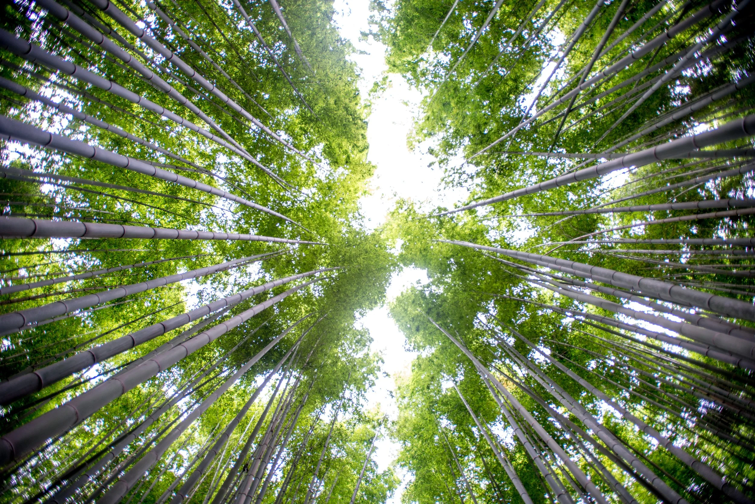 Common Relationship Myths