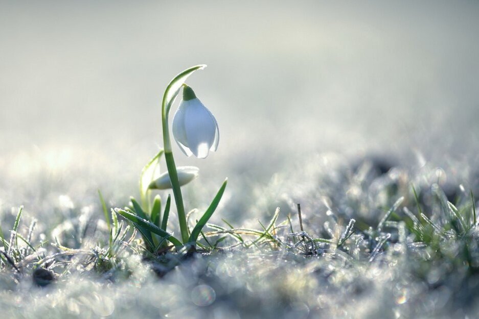 Flower-as-Snowdrop-1440x900.jpg
