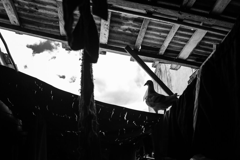   A pigeon looks out below the makeshift roof of the Baylon family home. It was the pet of Lenin and his siblings.     Rodrigo Baylon took a leap of faith for Lenin. In August 2019, he filed a petition in court to correct the entry in Lenin’s death c
