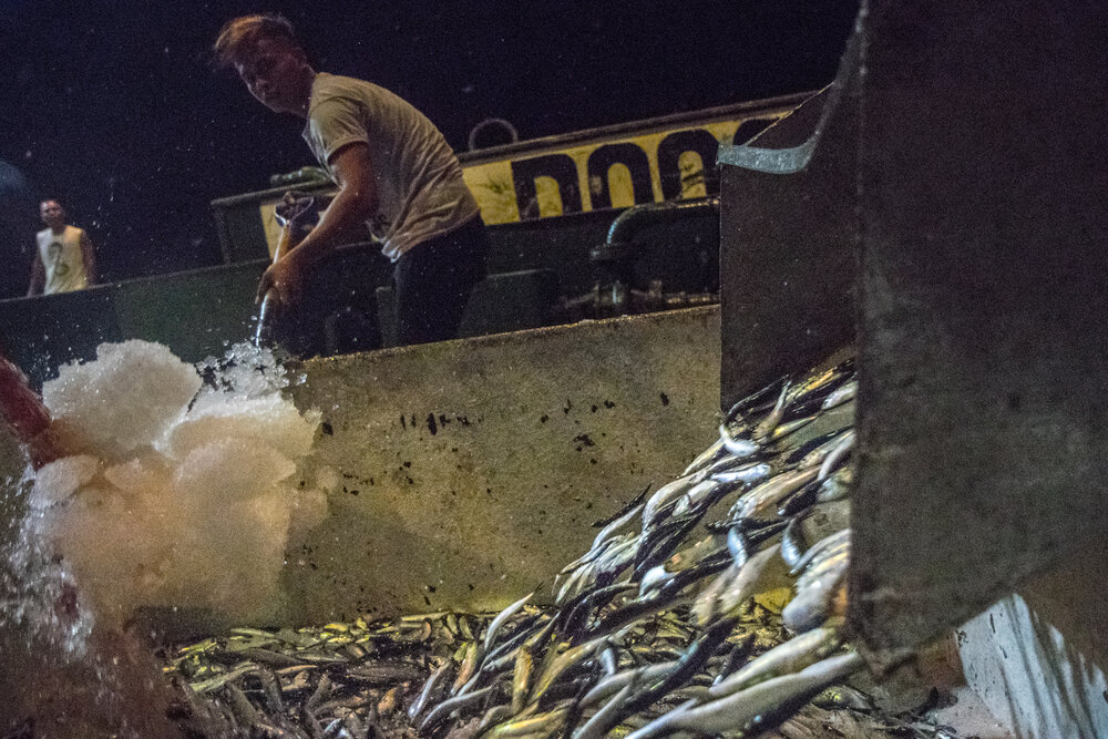  A worker is seen filling containers with ice to keep the sardines fresh. After a catcher vessel has filled its net, it transfers the fish to a carrier.&nbsp; 