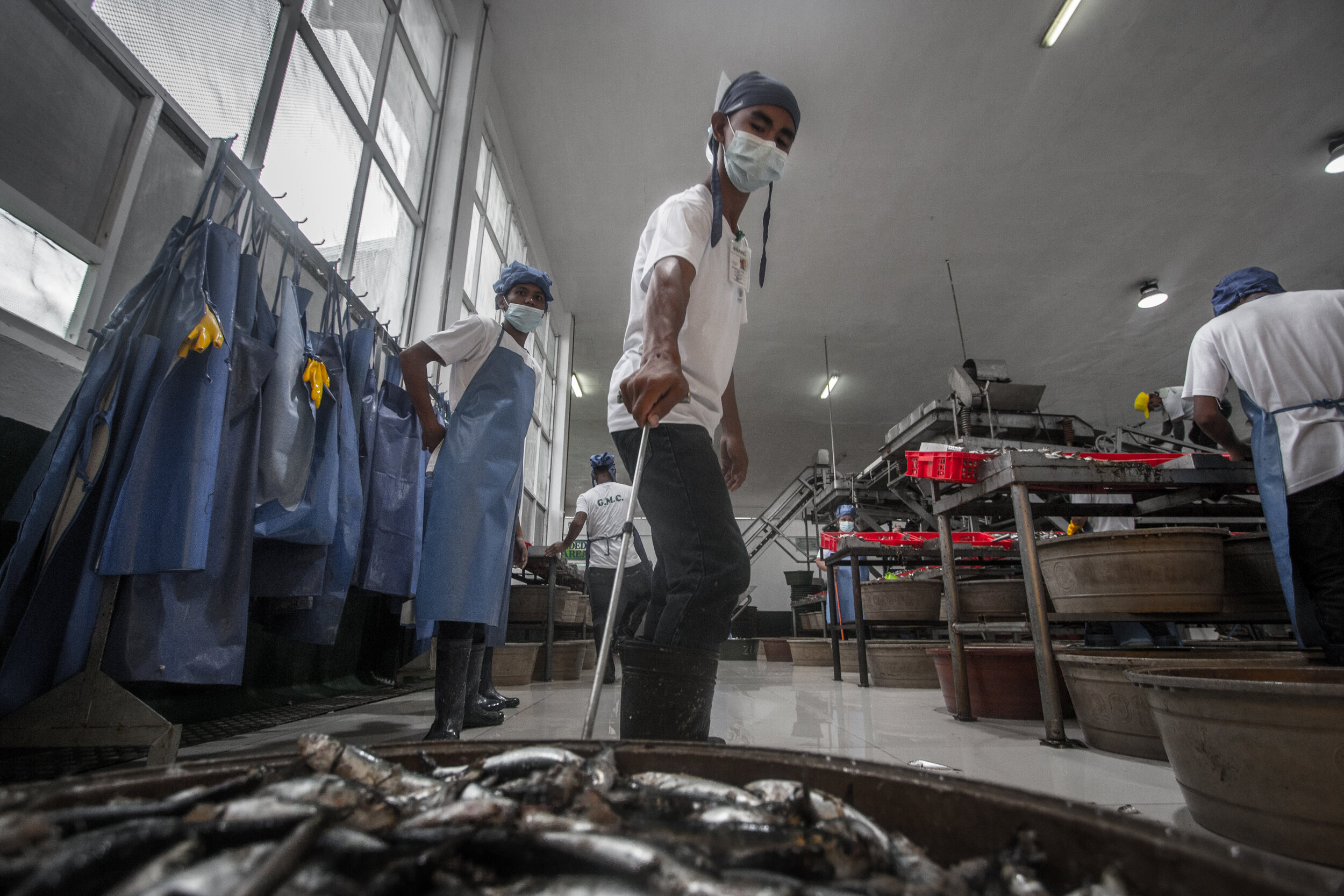  After arriving at the port, the sardines are processed immediately in preparation for canning.&nbsp; 