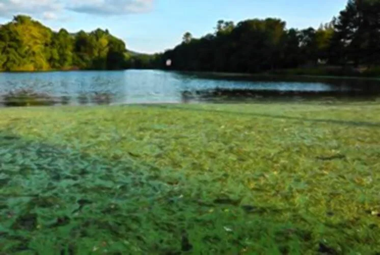 Remembering Hiroshima and Nagasaki: Easthampton event to mark 76th anniversary of bombings in Japan