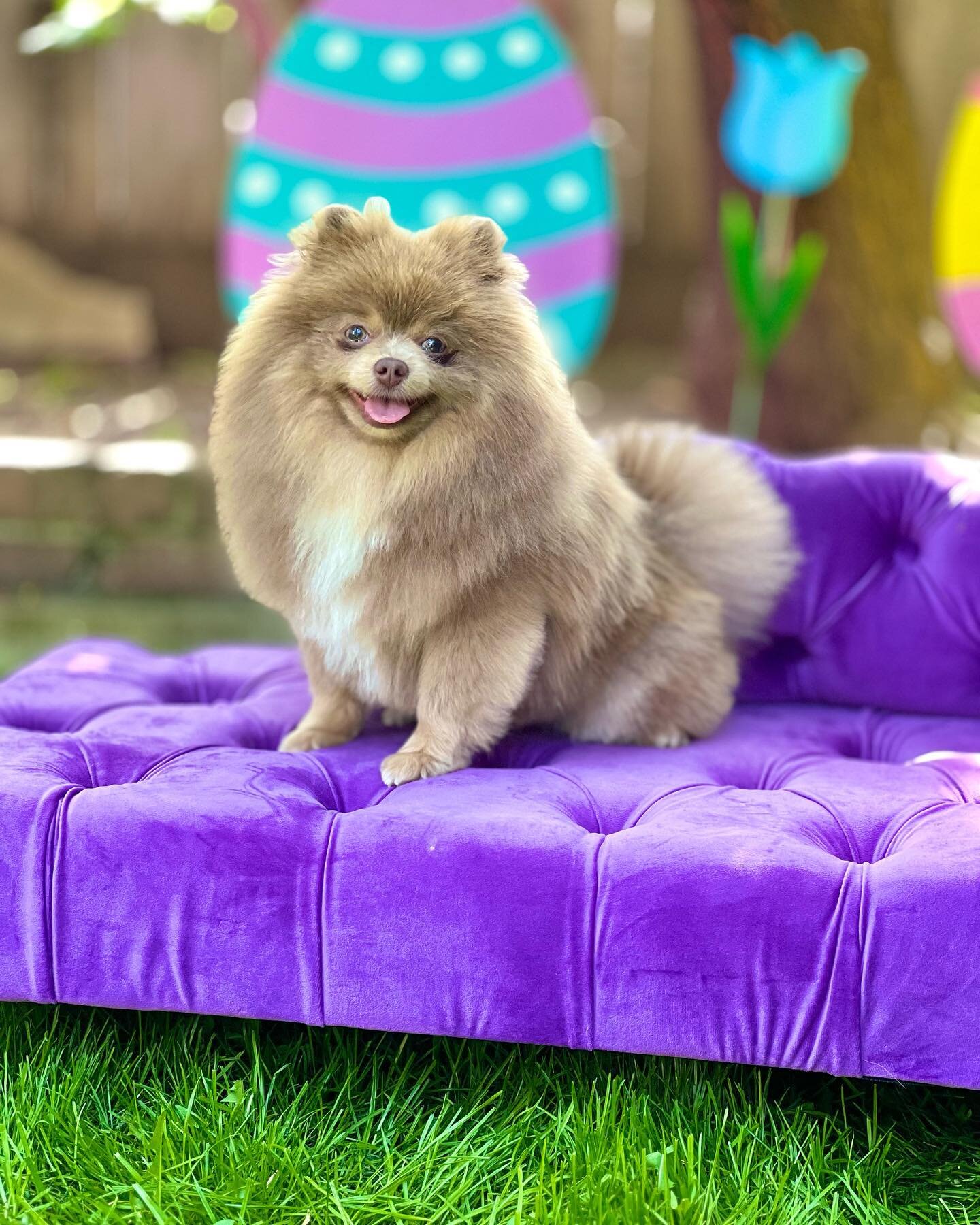 Introducing Rayofpoms Isabella of Majesty&rsquo;s a lilac and tan 

#lilac #lavender #pom #pomeranian