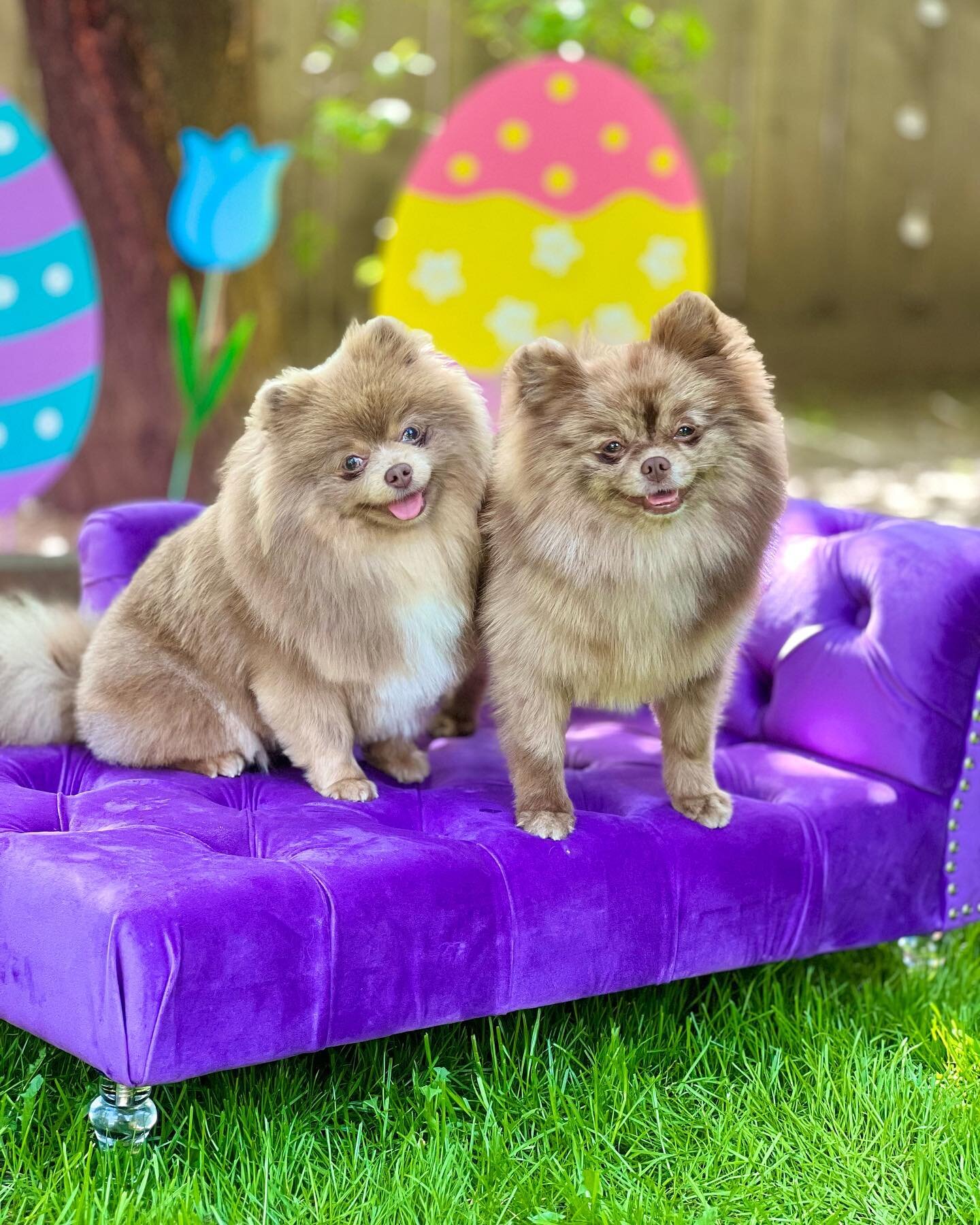 What&rsquo;s better than 1? 2! I said it many times before, and I&rsquo;ll say it again&hellip;. I LOVE ME A PAIR OF SISTERS 👯&zwj;♀️ Coka&rsquo; and Isabella
@rayofpoms My newest partner in Joy, puppy making, laughter, and goal setting&hellip; I kn