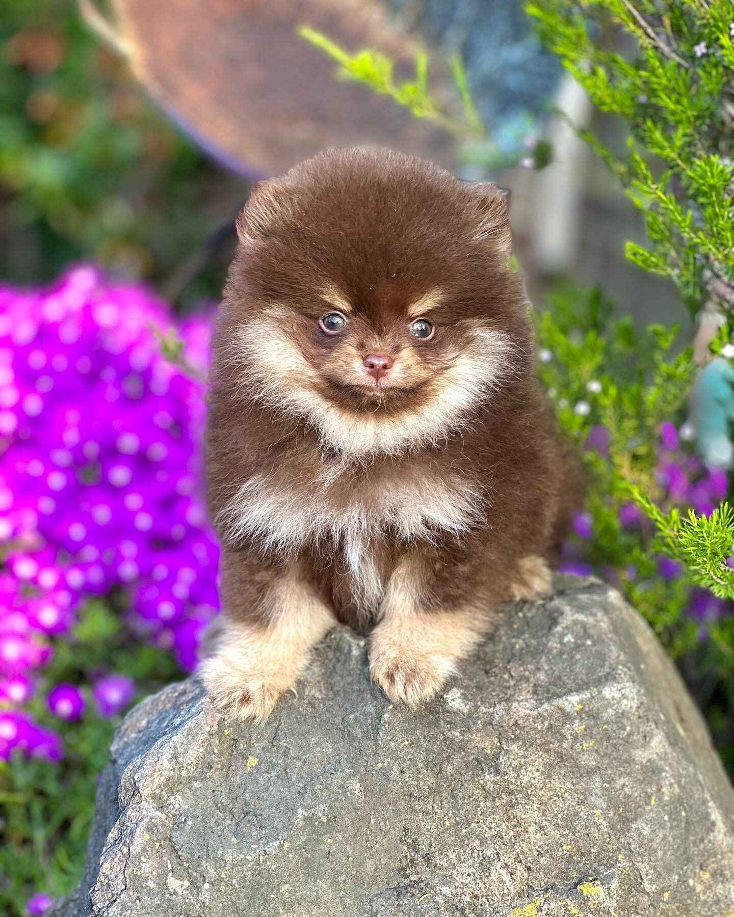 💙Gucci 8 weeks old 

#pom #pomeranian #chocolate #tan #puppy #pup