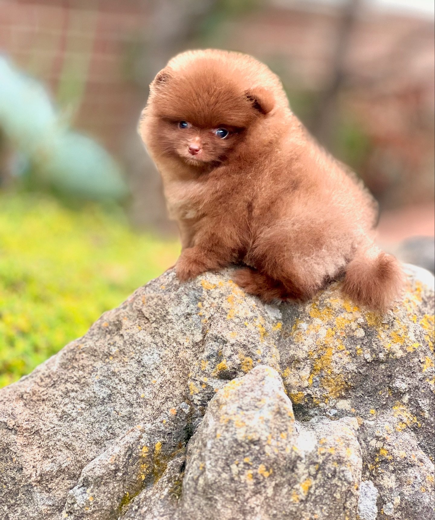 Crowned Majesty&rsquo;s L&rsquo;oreal a Chocolate Dd 3 of 12 New additions as HappydayPoms Introduces a new Generation. They will be announced in sets of 3s

#pom #pomeranian #puppy #chocolate #chocpomeranian #newgen #crownedone
