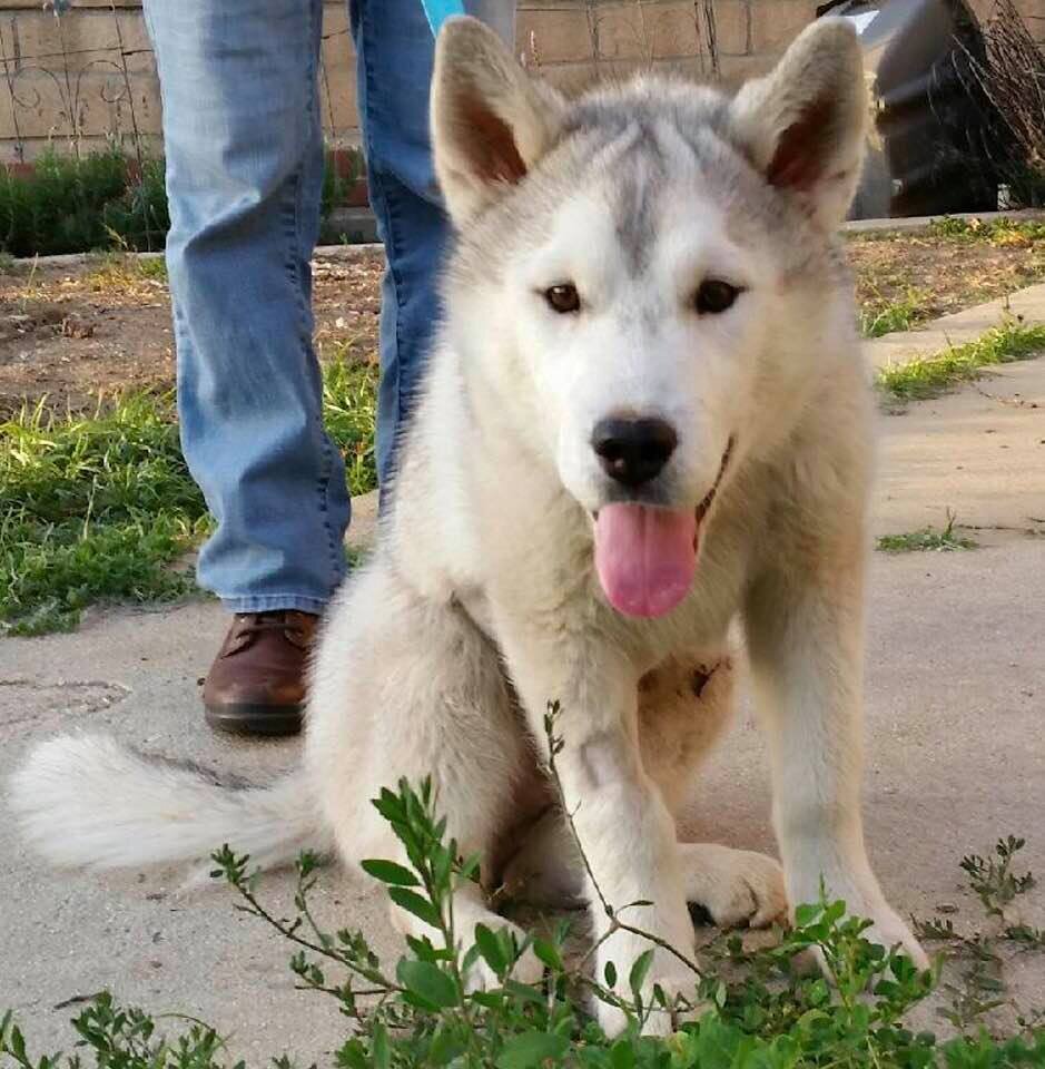 socal husky rescue