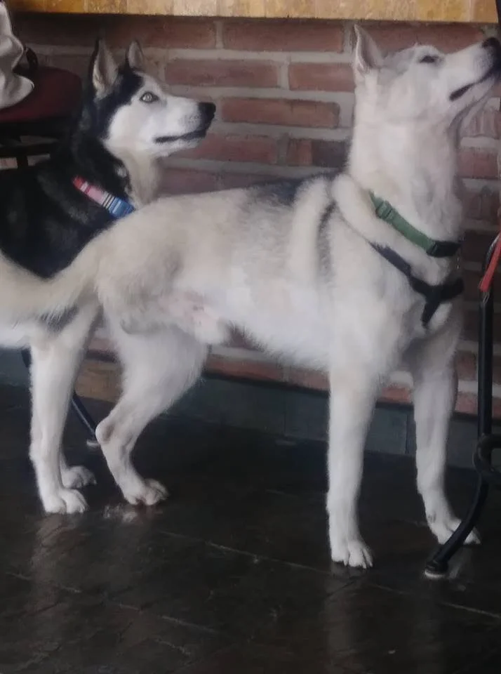 Mally and Laska4.jpg