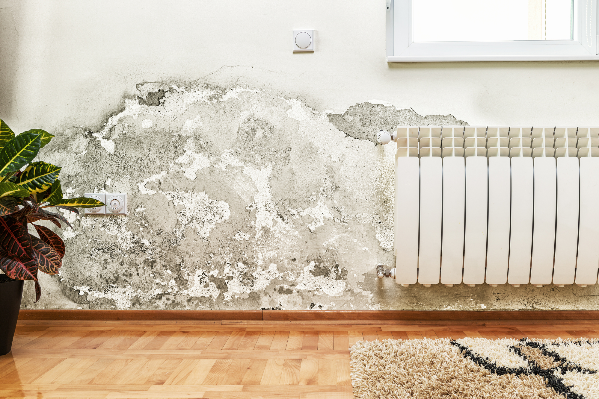 Mold on a Wall.jpg