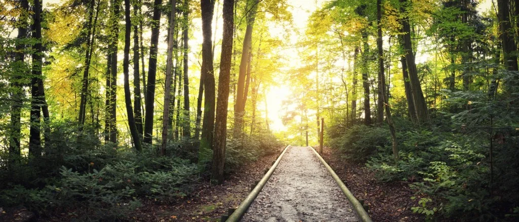 path.jpg