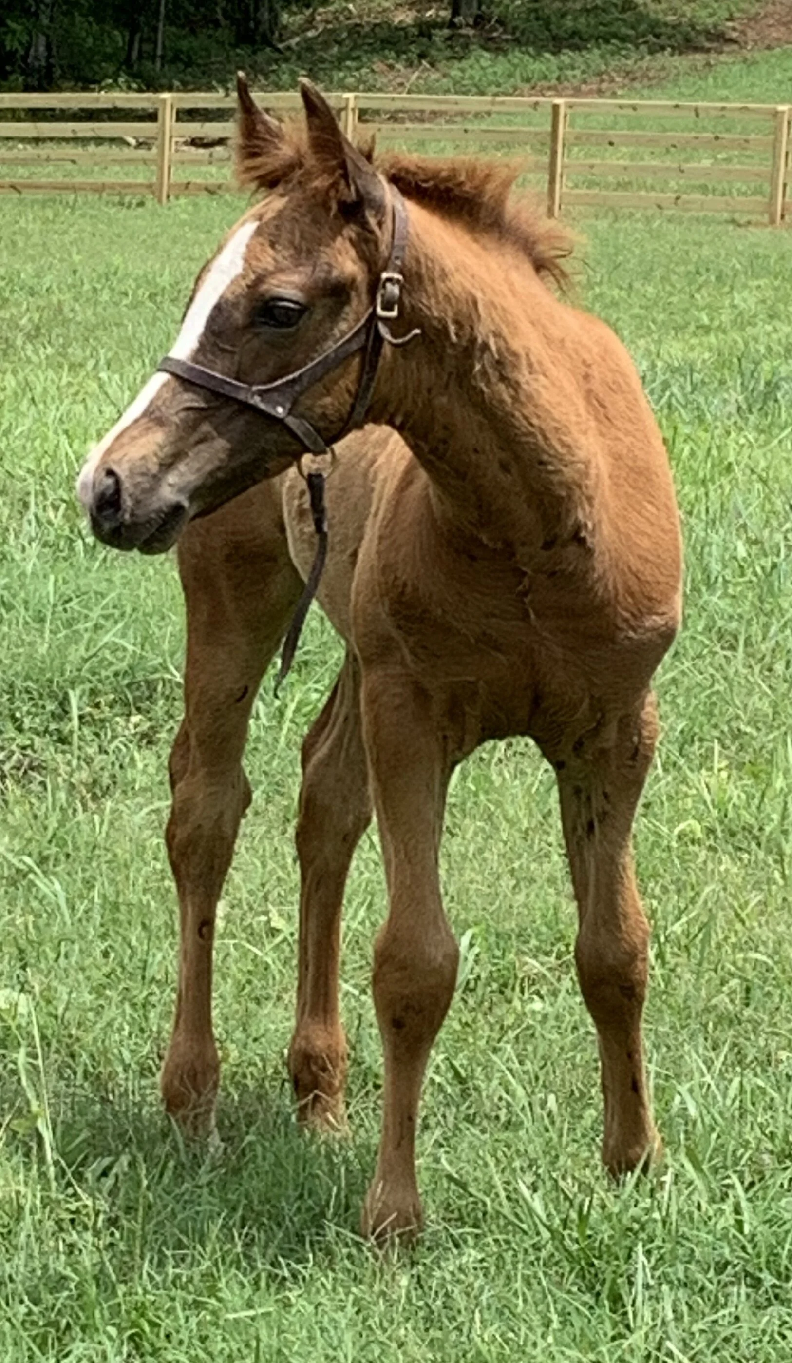 TC ONE CHIP RIPPLE  (Sold)