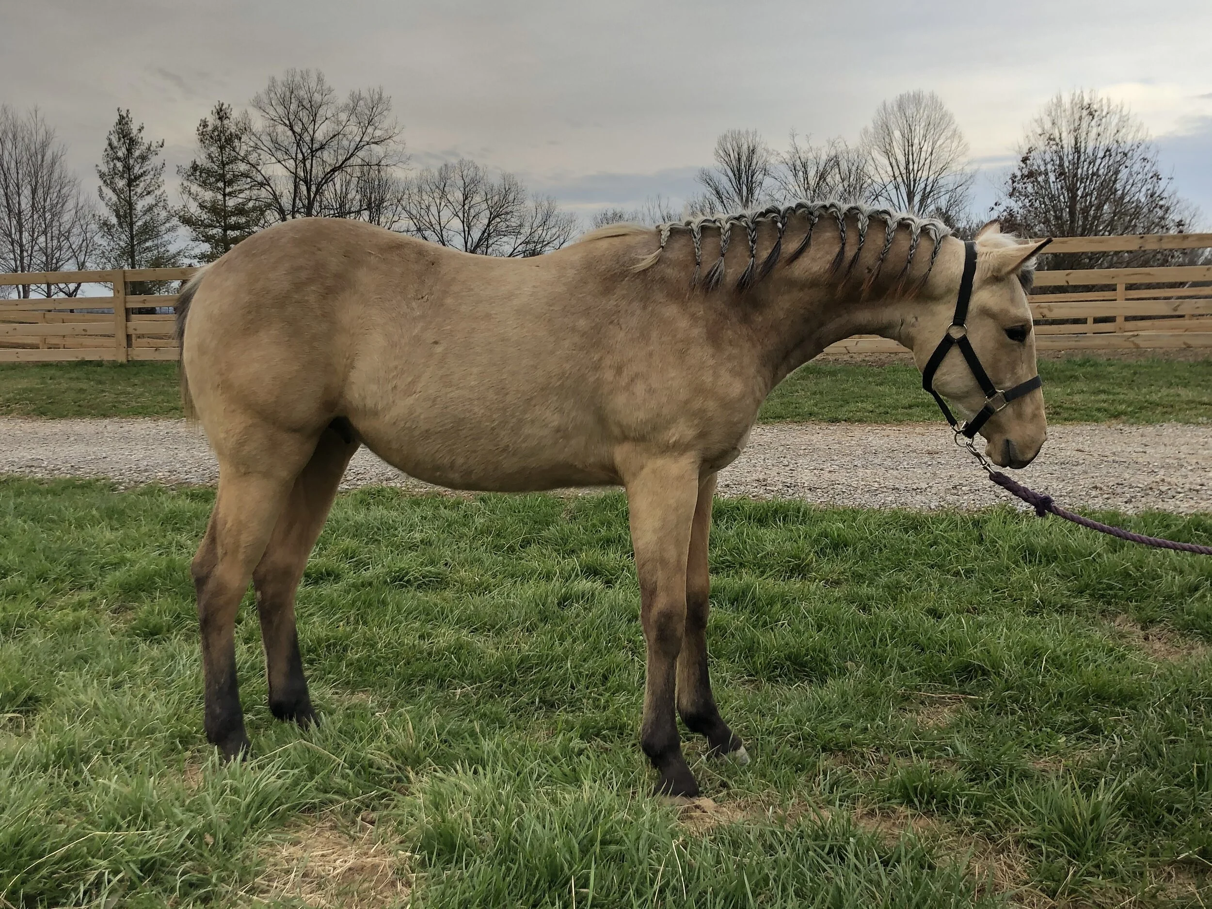 TC HOLLYWOOD MAC  (Sold)