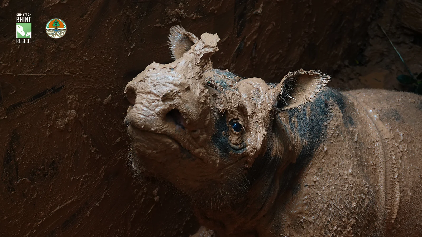 branded_Sumatran rhino 5.jpg