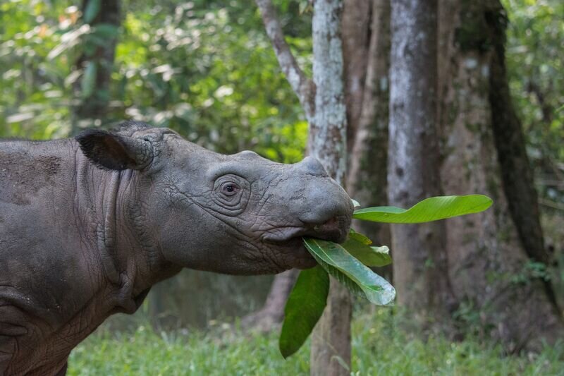 Preparing for A Rhino Rescue Mission — Sumatran Rhino Alliance