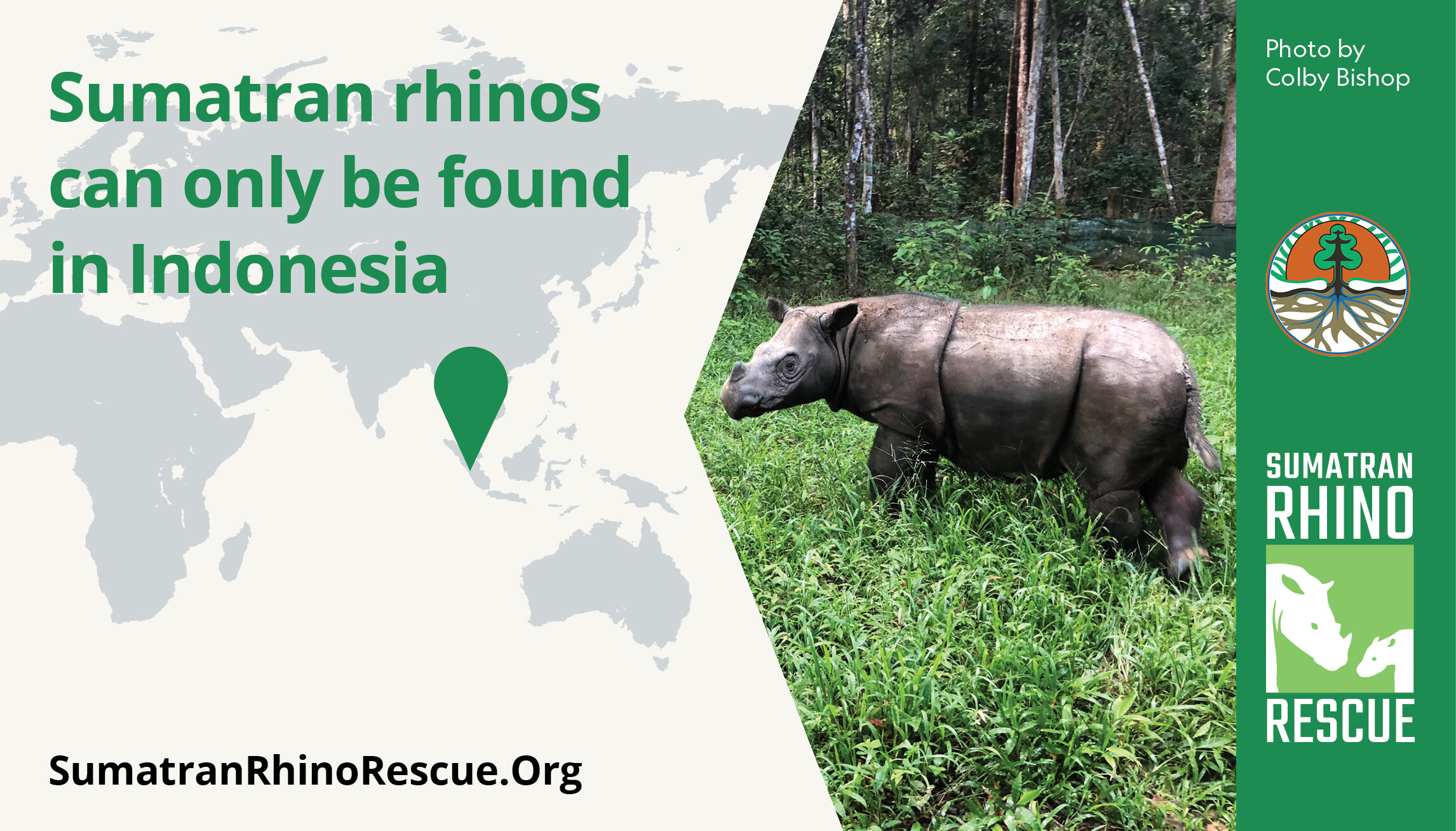 Sumatran Rhino Rescue celebrates World Rhino Day — Sumatran Rhino