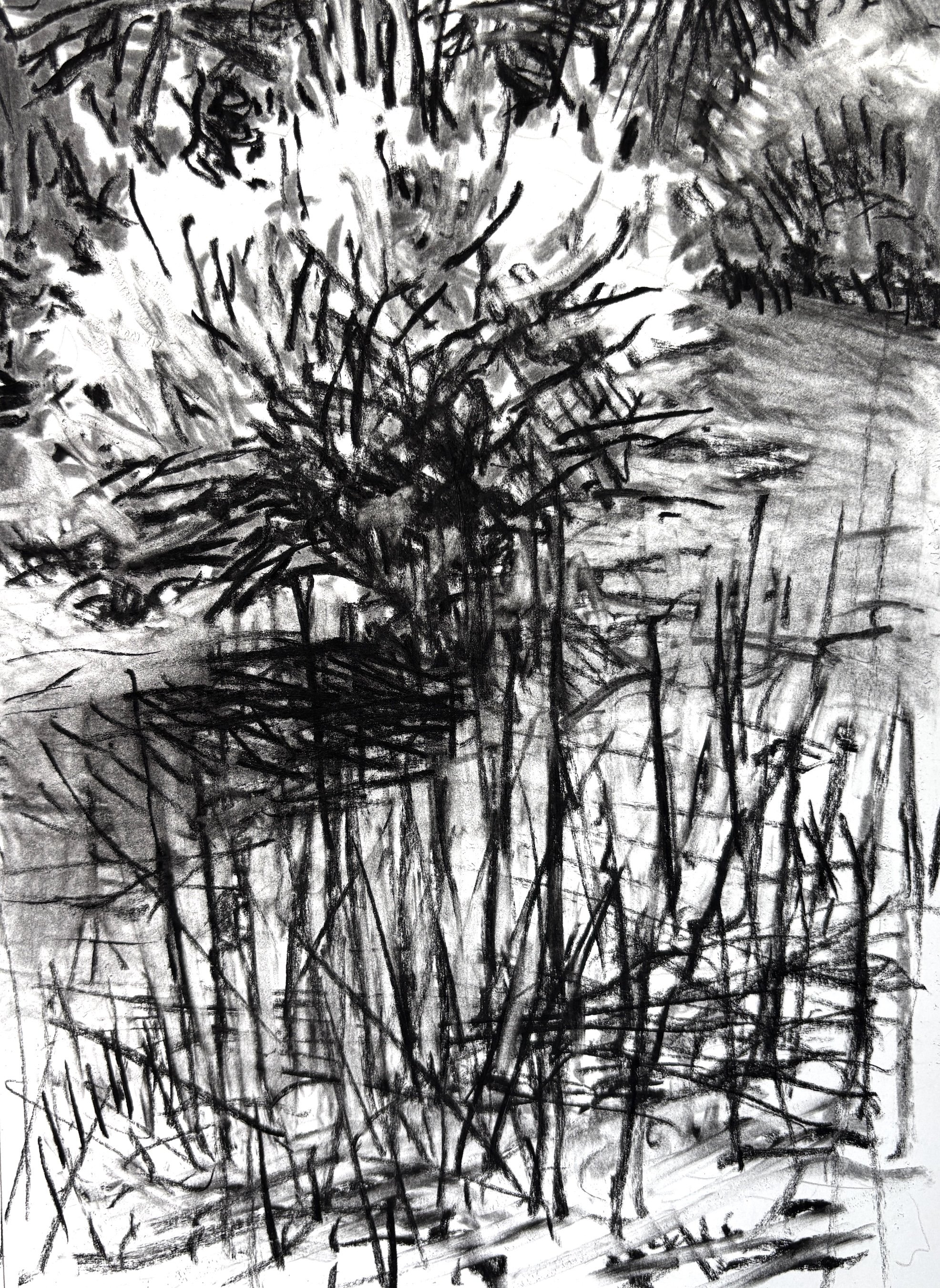 "Tree at the Bottom of the Hill", 14"x11", charcoal