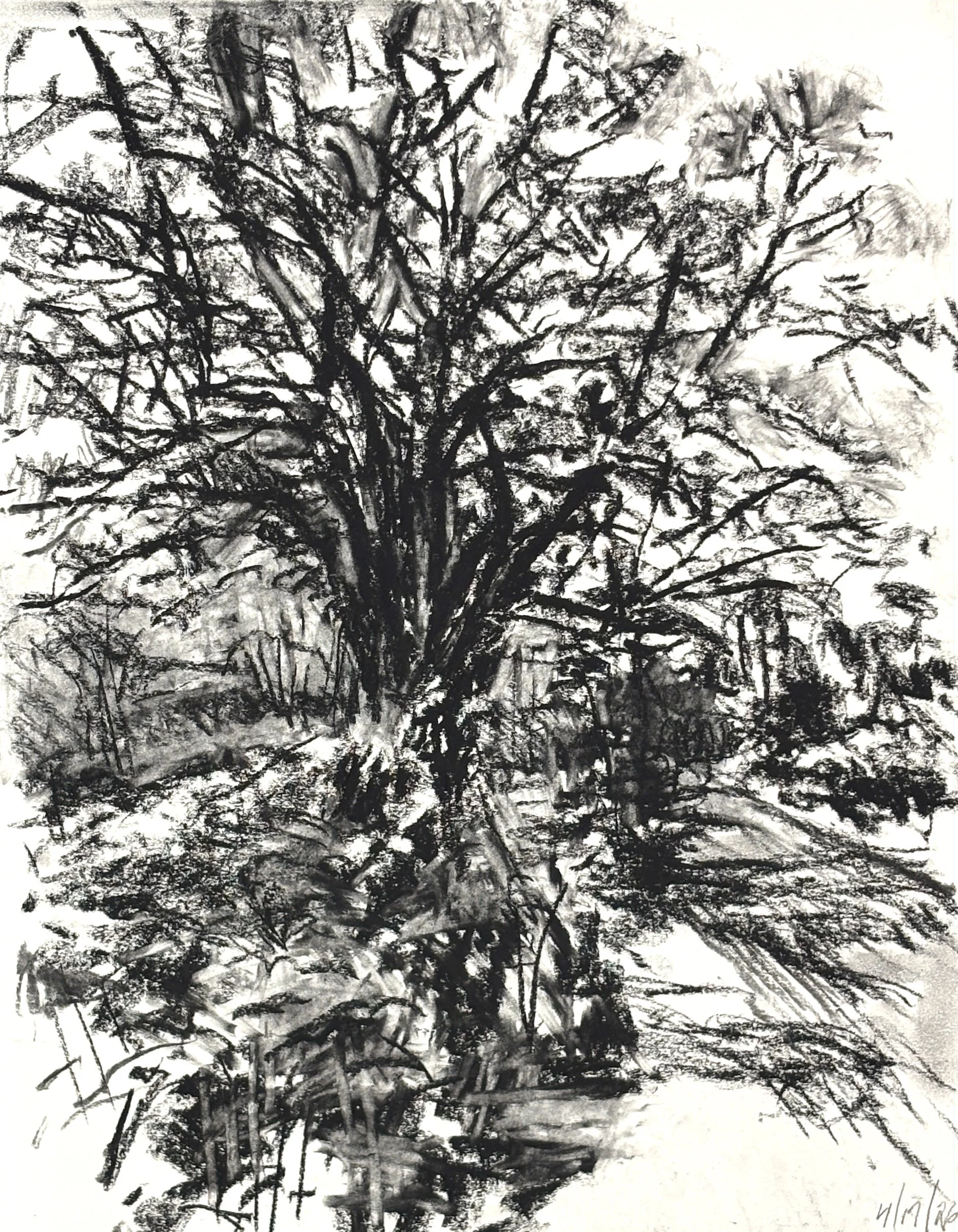 "Spring in My Step", 20"x16", charcoal
