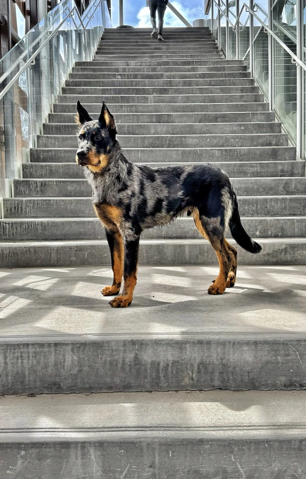 A Beauceron stands on wide steps beside glass railings in a public building.