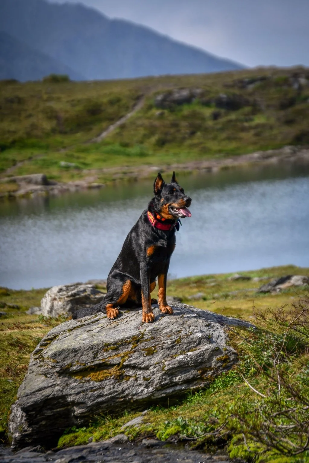 A black and tan Beauceron sits on a rock beside a mountain lake.