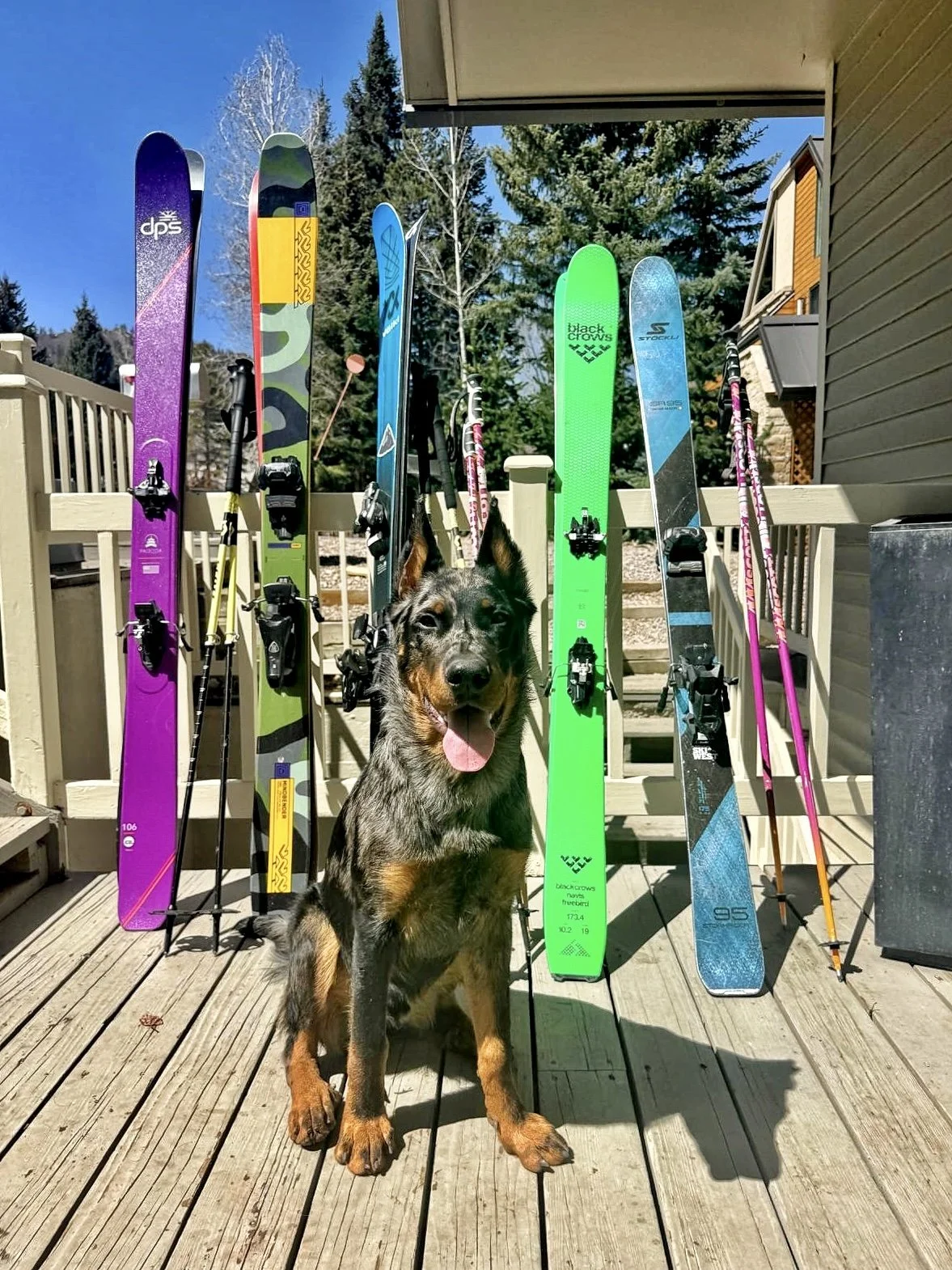 A Beauceron sits on a porch beside colorful skis.