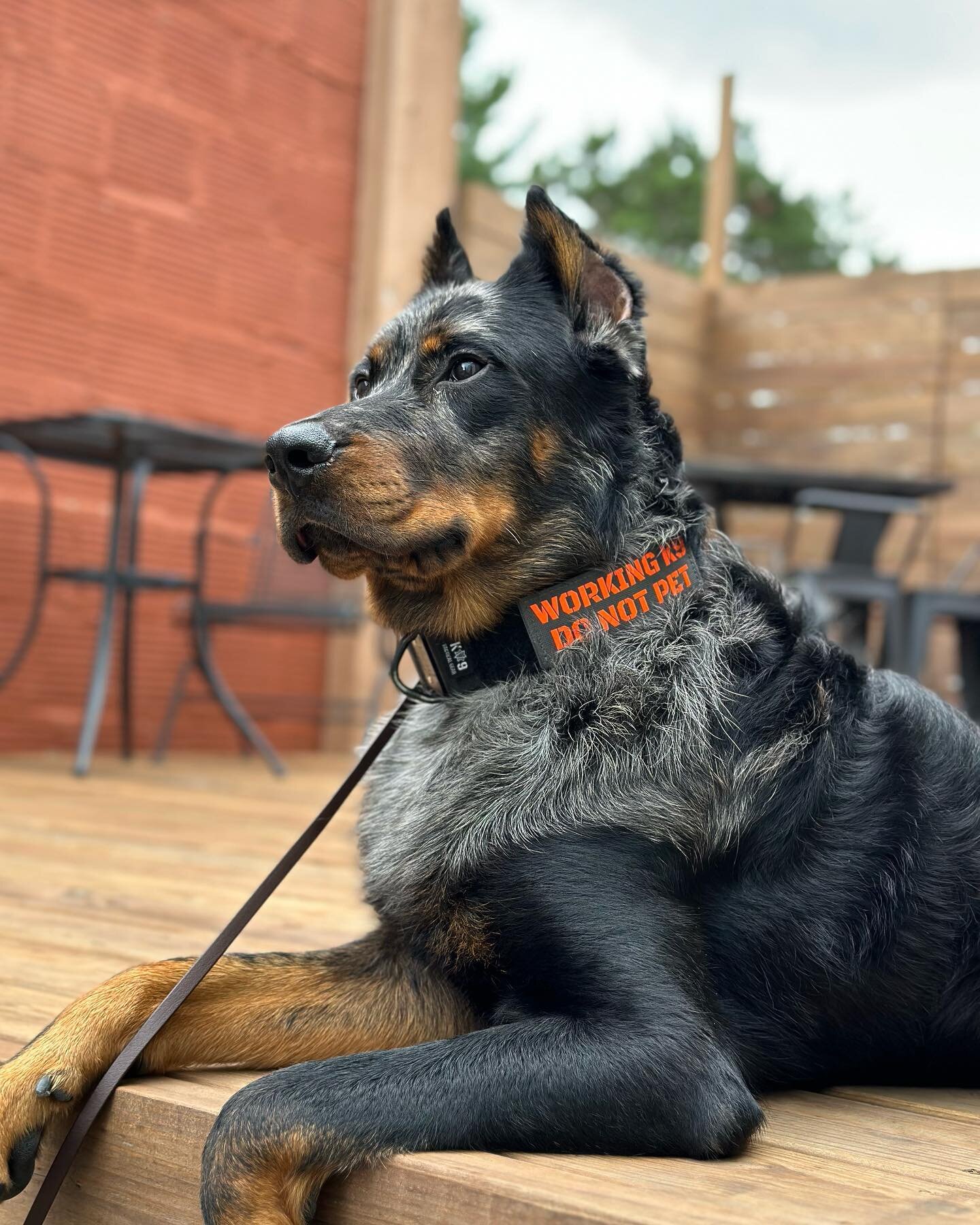 Just enjoying the view
Traveling with this dog is beyond easy. He welcomes any challenge. Anywhere we go, he finds a way to thrive. Right now we&rsquo;re in the lakes of Minnesota, and he&rsquo;s never been in an environment quite like this but I can