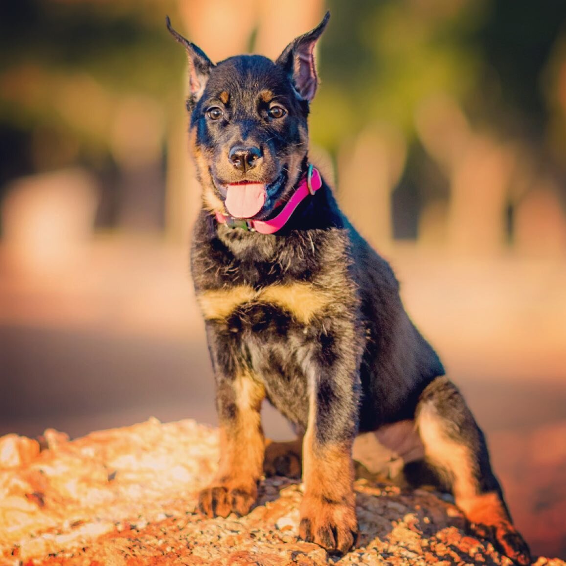 U&rsquo;Tundra du Joie de Vie (R&rsquo;mour x Navarok) - 9 weeks **Ask us about our available trained puppies** joiedeviebeaucerons.com #beauceron #beaucerons #beauceronsofinstagram #lasvegasdogtraining #dogtraininglasvegas #dogsoflasvegas #beauceron