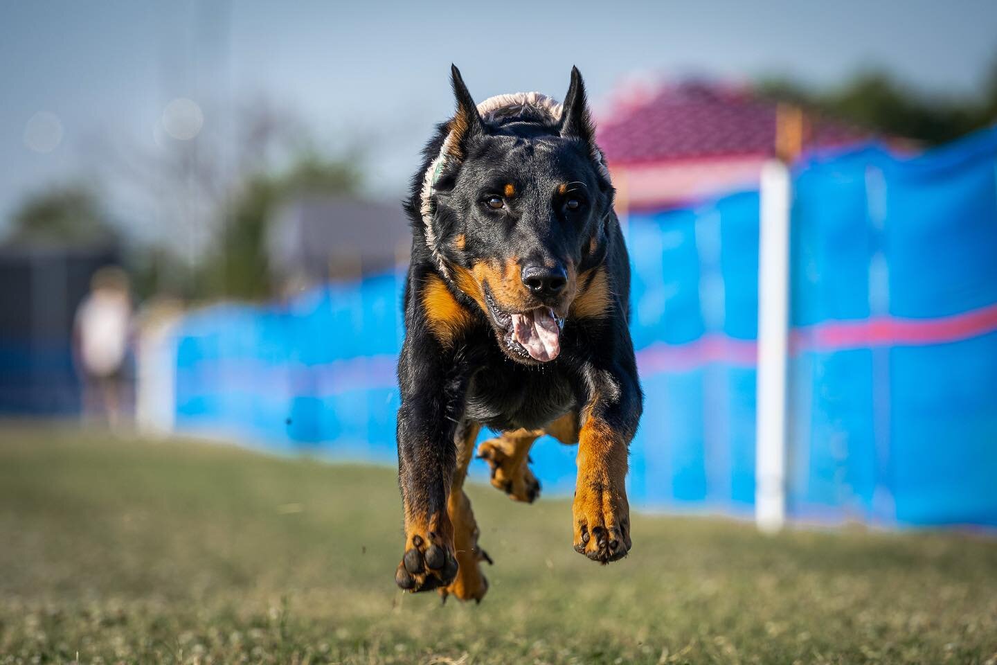 Run fast #beauceron #beauceron_daily #fastcat #lurecoursing #sportdog #thisisakc #speed #fastdog #dogsofinstagram