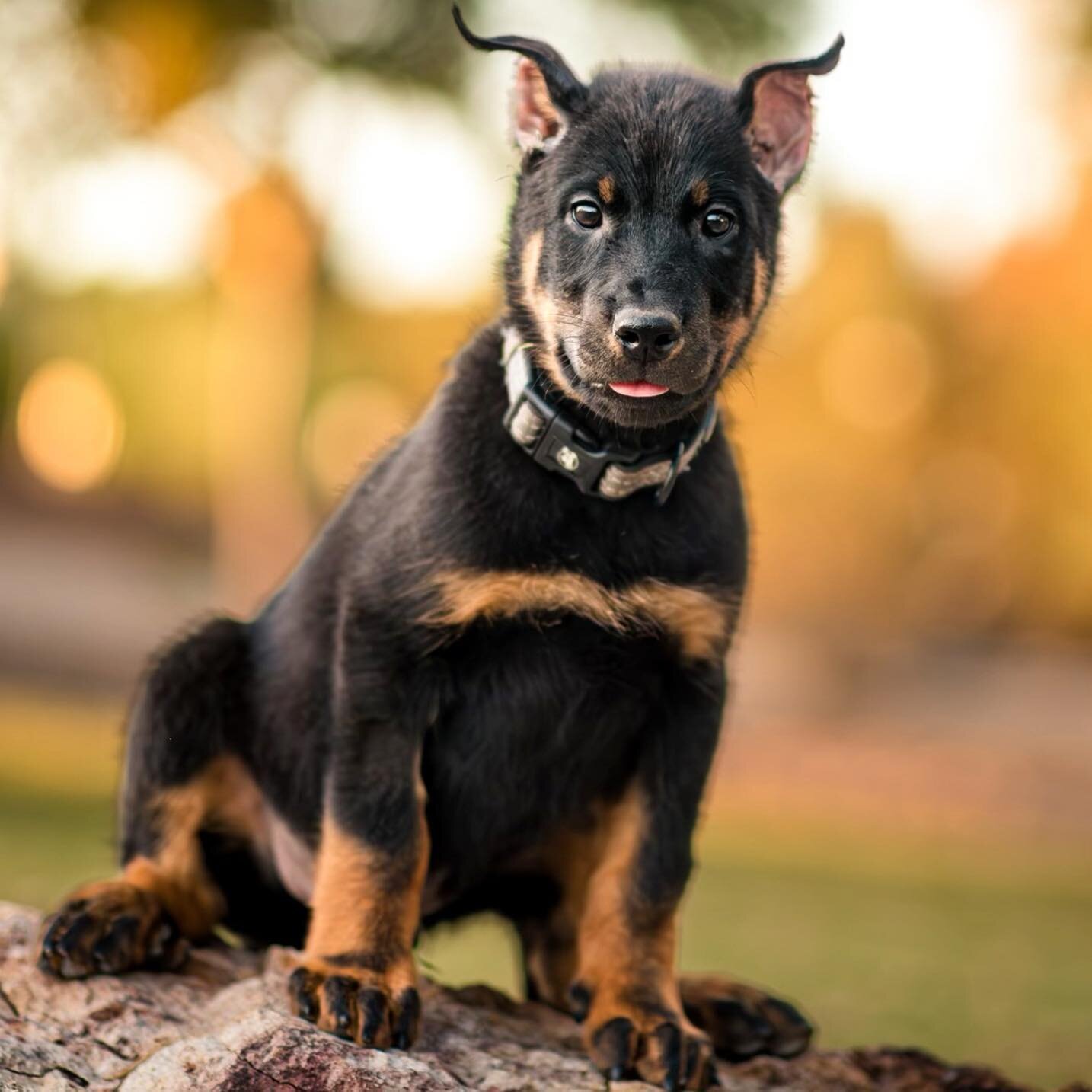 **Available** (R&rsquo;mour x Navarok) - 9 weeks **Show &amp; Breeding Prospect** Apply at joiedeviebeaucerons.com #beauceron #beaucerons #beauceronsofinstagram #lasvegasdogtraining #dogtraininglasvegas #dogsoflasvegas #beauceronsofig #beaucerongram 