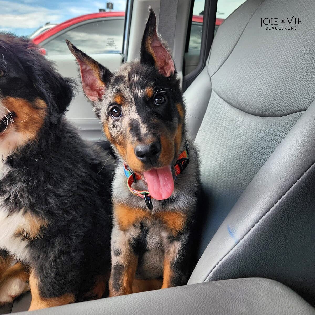 Unfaltering Vaasa du Joie de Vie (Safari x Navarok) joiedeviebeaucerons.com #beauceron #beaucerons #beauceronsofinstagram #lasvegasdogtraining #dogtraininglasvegas #dogsoflasvegas #beauceronsofig #beaucerongram #beauceronlovers #akcbeauceron #beaucer