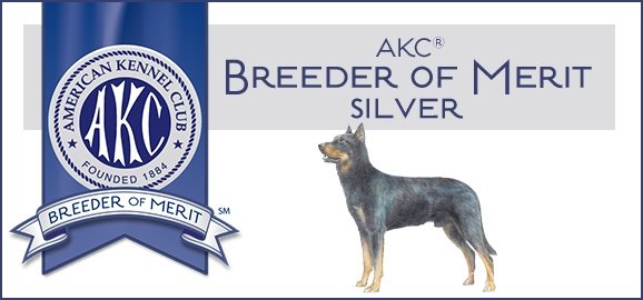 Beauceron_SilverBoM_Banner.jpeg