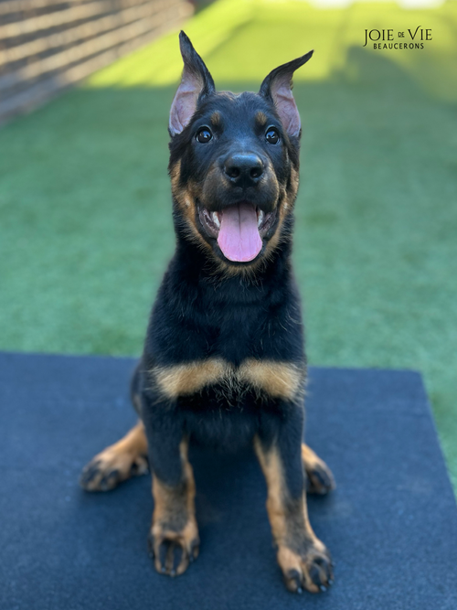 joie de beauceron dog price