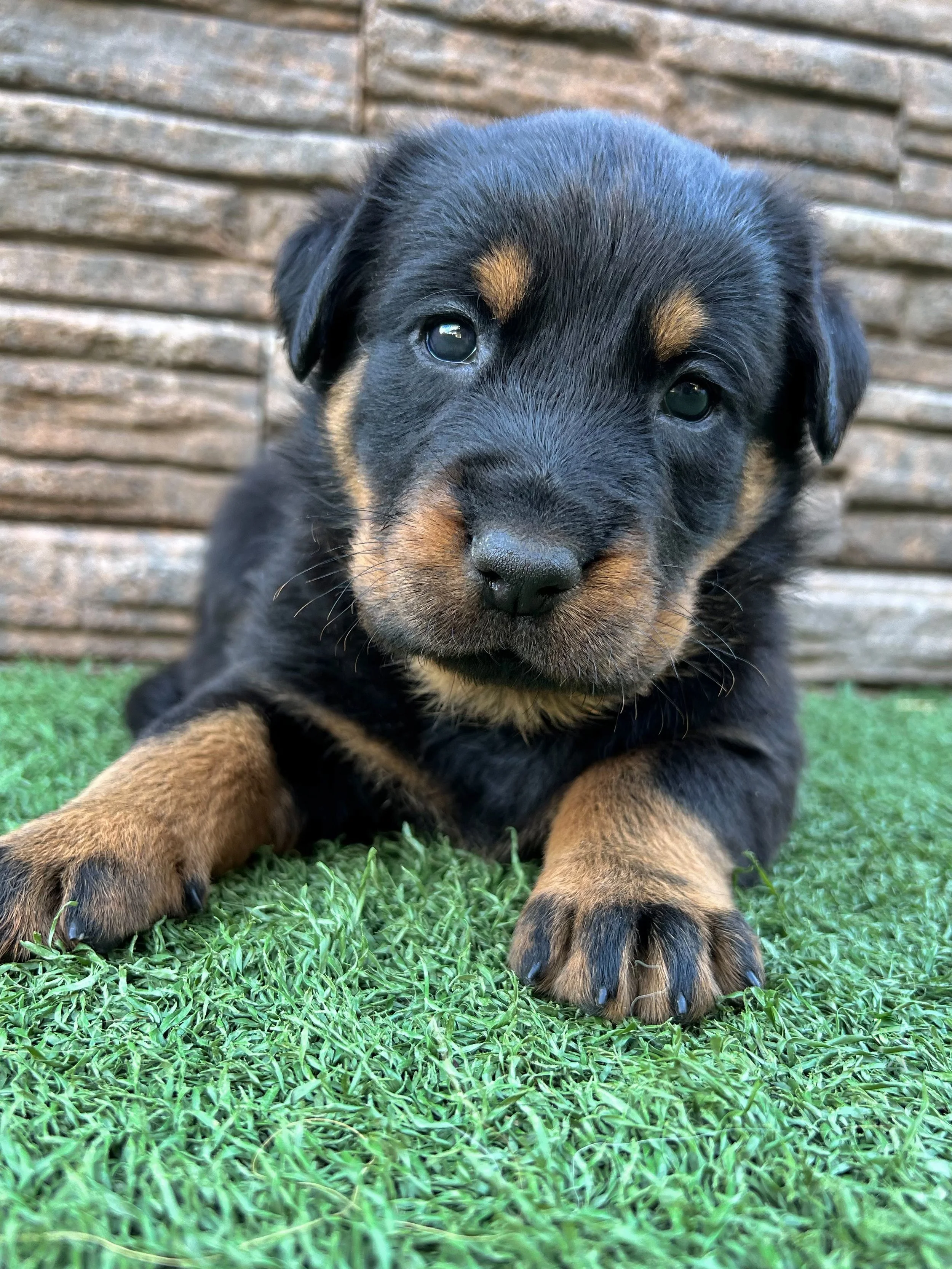 JOIE DE VIE BEAUCERONSAKC Beauceron Puppies Available December 2023