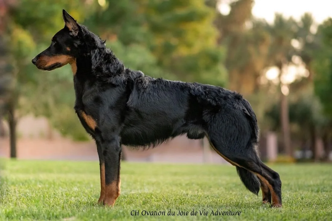 JOIE DE VIE BEAUCERONSMales