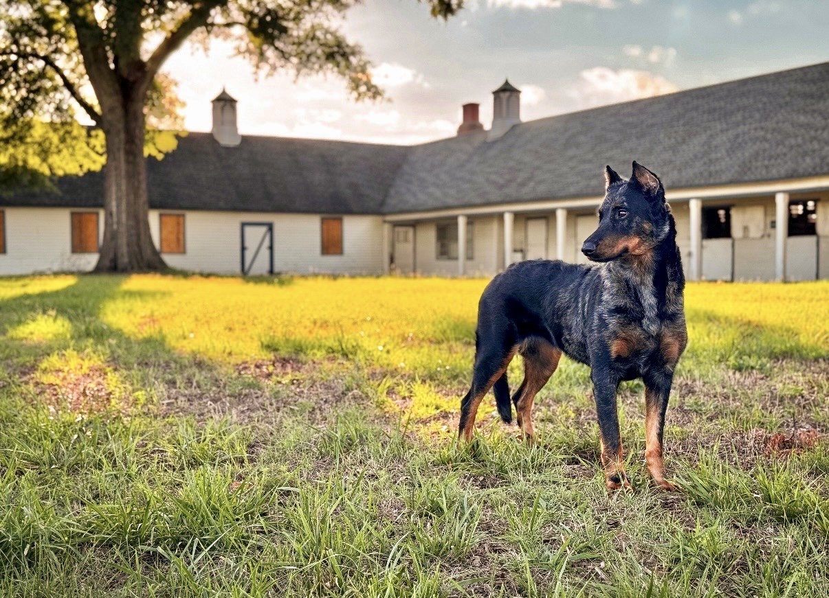 A black and tan Beauceron stands in a sunlit pasture in front of barn buildings.