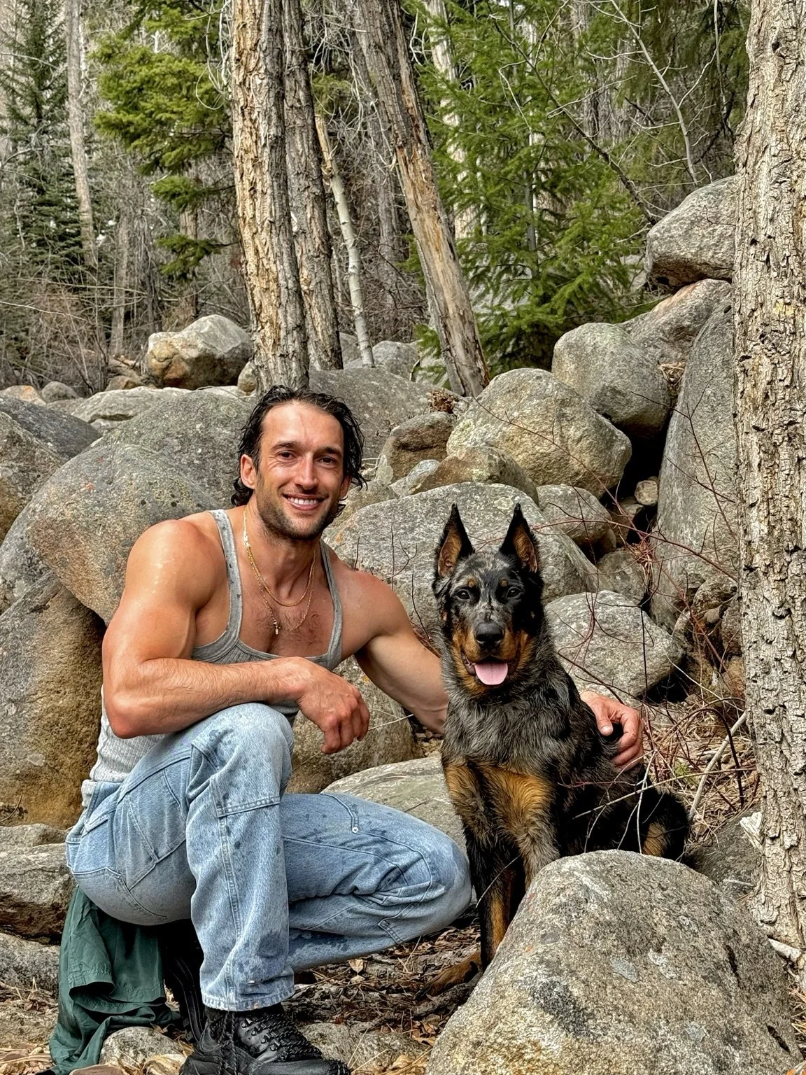 A man and harlequin Beauceron explore boulders in a forest.