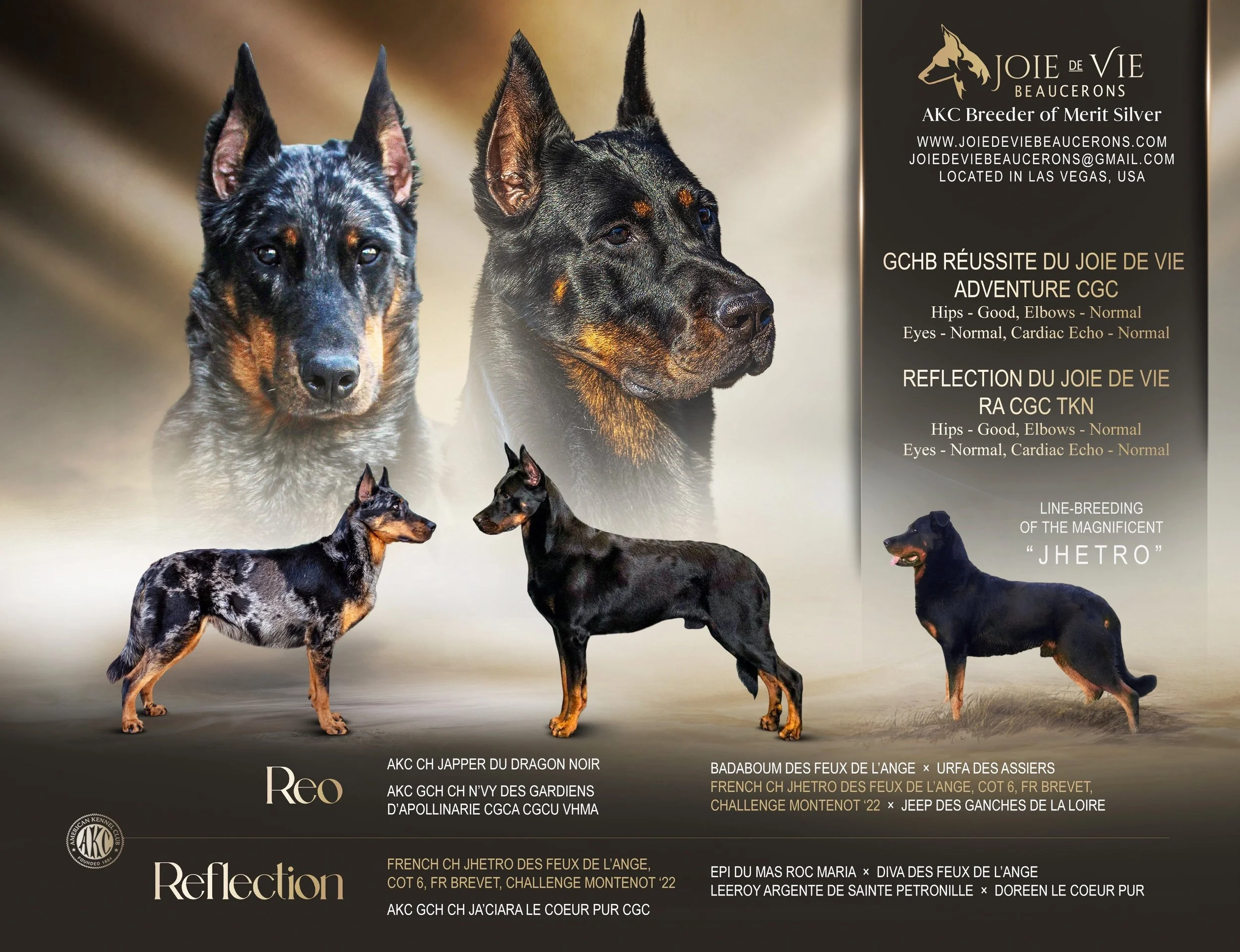 JOIE DE VIE BEAUCERONSBeauceron Puppies for Sale