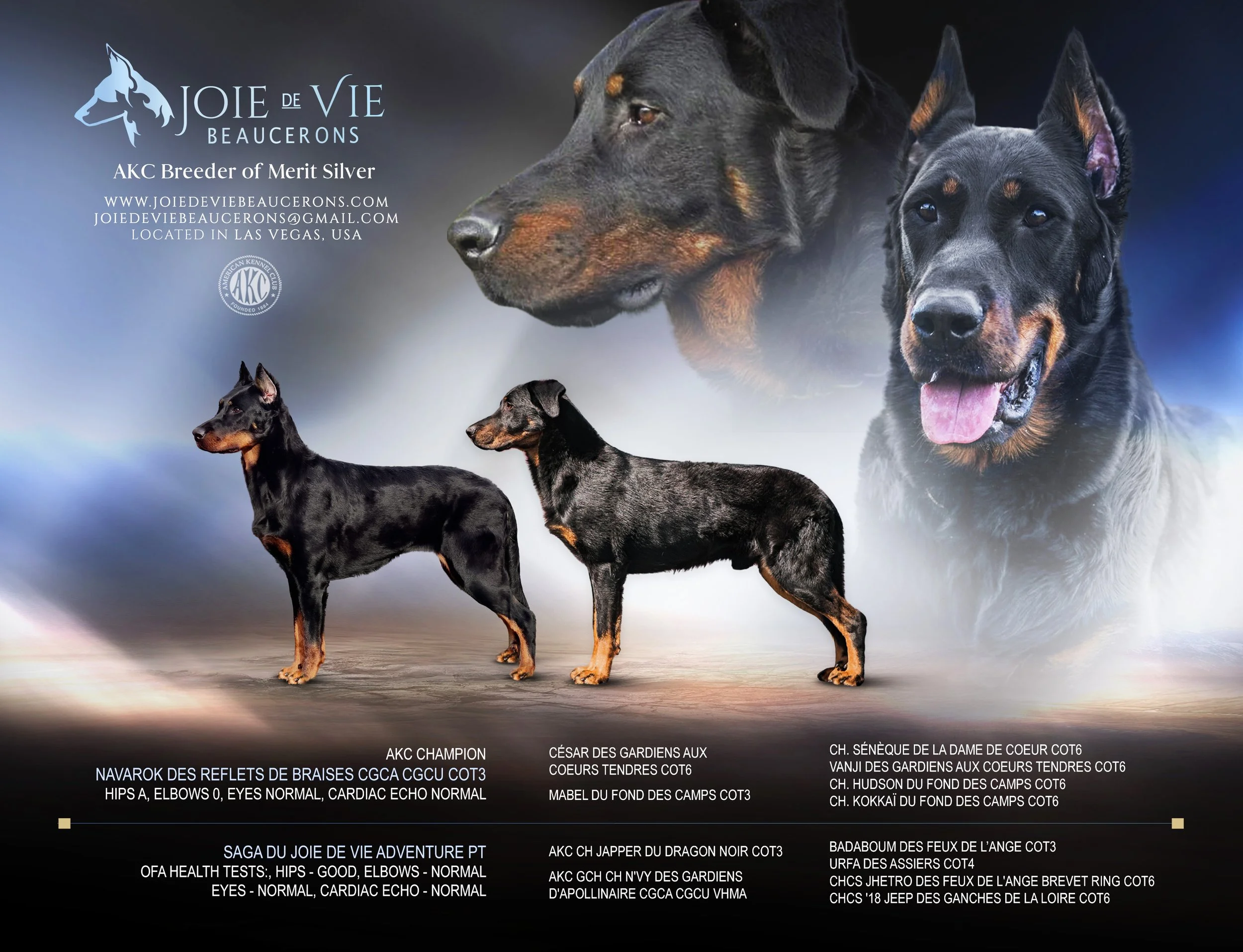 JOIE DE VIE BEAUCERONSBeauceron Puppies for Sale