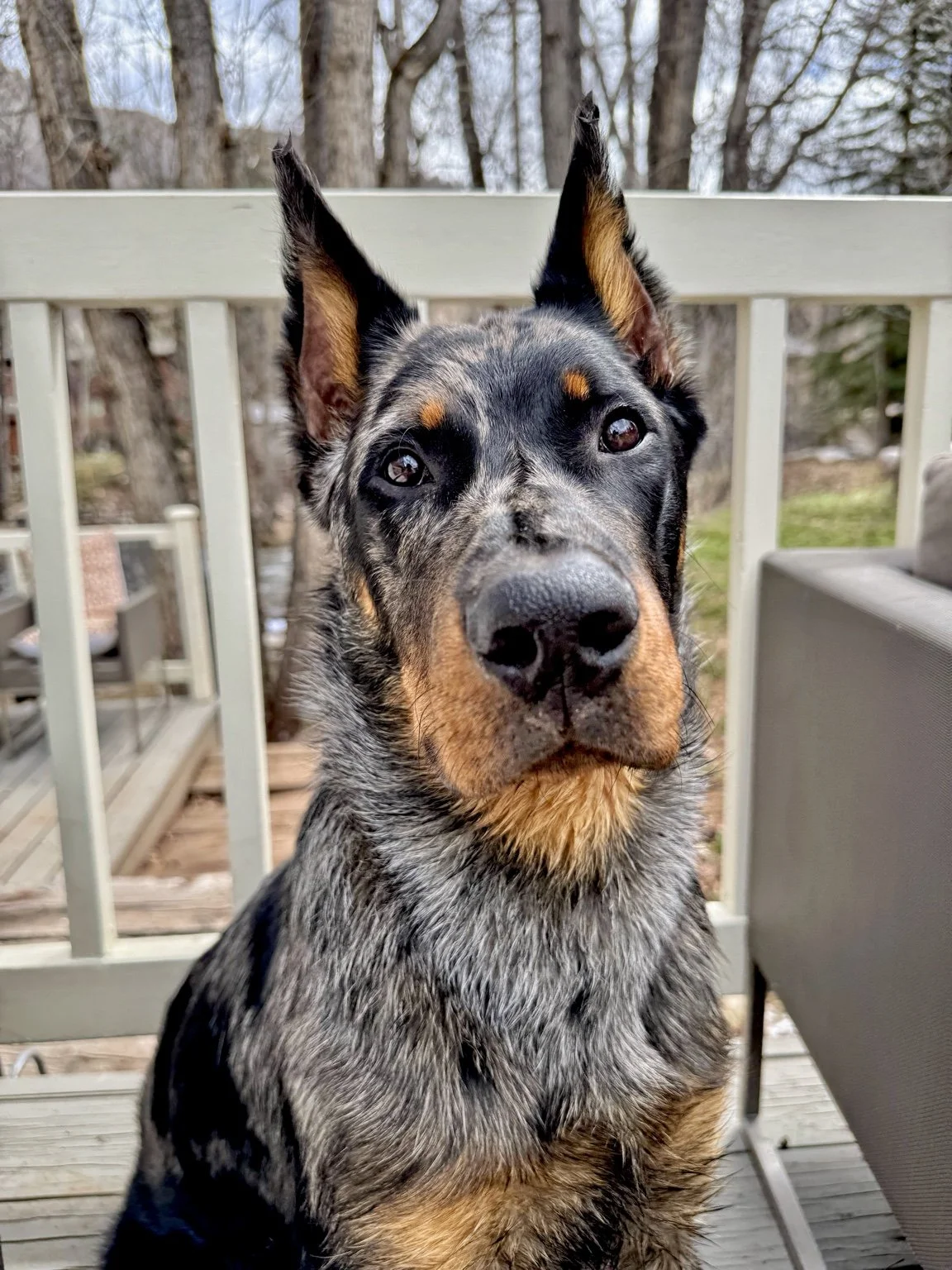 Close portrait of a harlequin Beauceron on a porch.