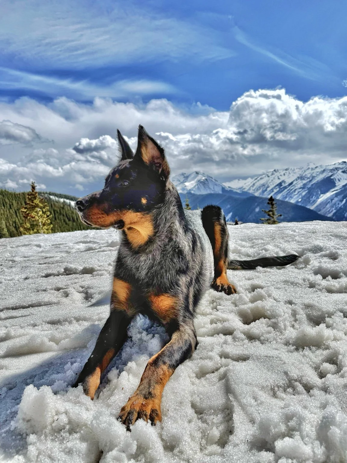 A Beauceron rests in the snow overlooking a mountain panorama.