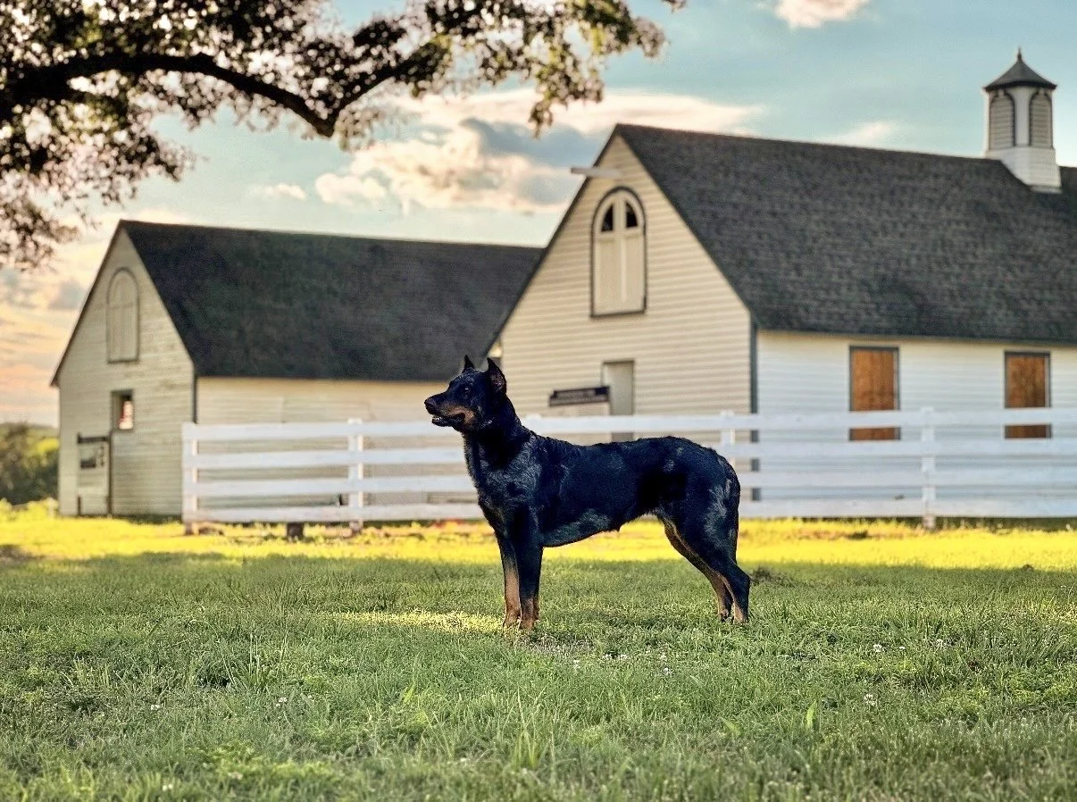A black and tan Beauceron stands on grass beside a white barn and fence.
